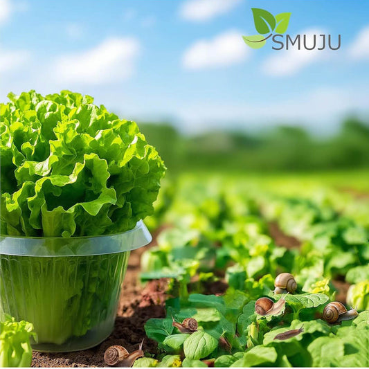 SMUJU Schutz vor Schnecken, Ø 24 cm, transparent, 6 Teile, ideal für Salat- und Kohlpflanzen, schützt vor tierischen Schäden.