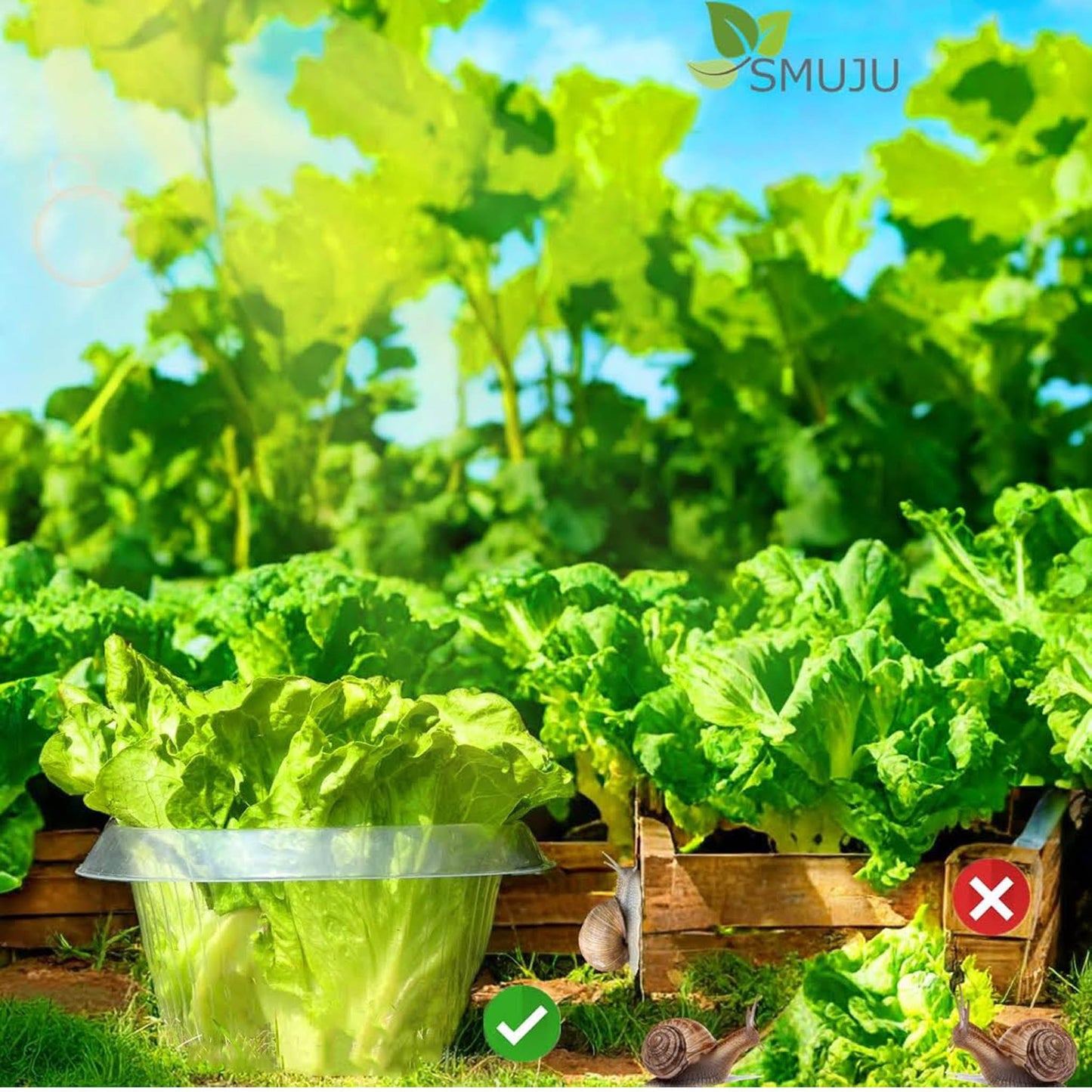 SMUJU Schutz vor Schnecken, Ø 24 cm, transparent, 6 Teile, ideal für Salat- und Kohlpflanzen, schützt vor tierischen Schäden.