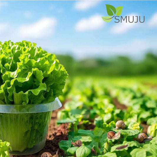 SMUJU Schneckenkragen, Ø 24 cm, Schneckenschutzringe, transparent, schützt Salat und Kohl vor Schnecken.
